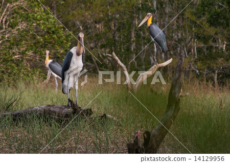 Lesser adjutant stork (Leptoptilos javanicus) Lesser adjutant stork (Leptoptilos javanicus) 14129956