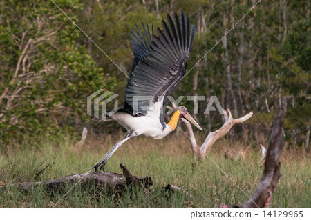 Lesser adjutant stork (Leptoptilos javanicus) Lesser adjutant stork (Leptoptilos javanicus) 14129965