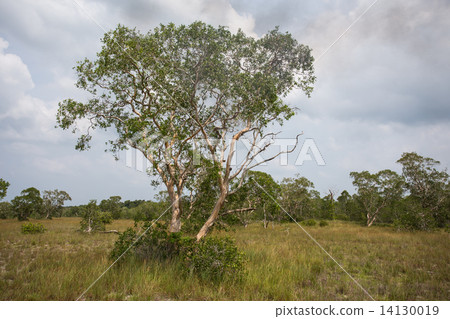 ( Paper Bark Tree) in eastern of thailand ( Paper Bark Tree) in eastern of thailand 14130019