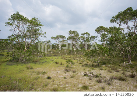 ( Paper Bark Tree) in eastern of thailand ( Paper Bark Tree) in eastern of thailand 14130020