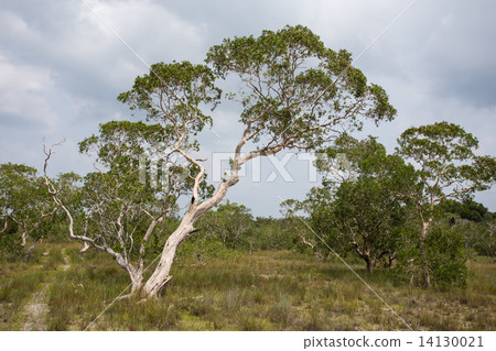 ( Paper Bark Tree) in eastern of thailand - Stock Image 14130021