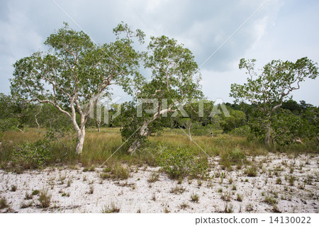 ( Paper Bark Tree) in eastern of thailand 14130022