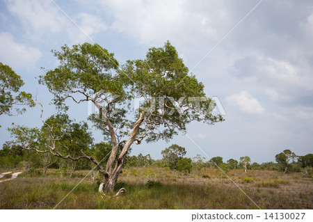 ( Paper Bark Tree) in eastern of thailand 14130027