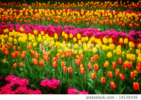 Stripes of  tulips flowerbed 14130436