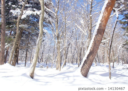 Snow clear Yamanashi prefecture Oshino village Hari Mimi snow scene of Jureashi 14130467