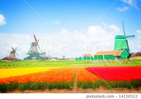 dutch windmills over flower fields dutch windmills over flower fields 14130522