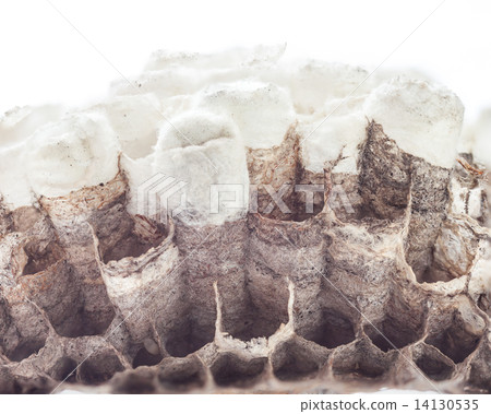 Hornet's nest Hornet's nest 14130535