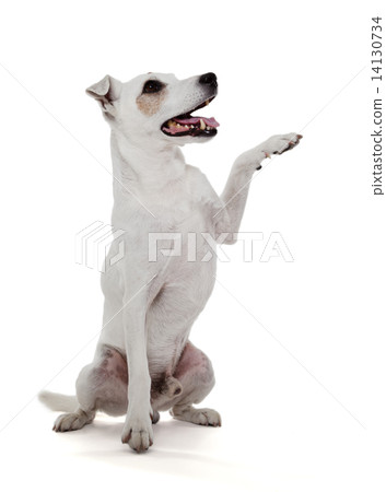 Jack Russell Terrier gives a paw isolated on white 14130734
