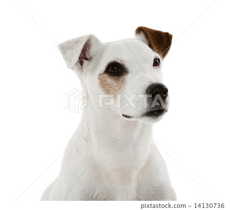 Jack Russell Terrier sitting in front of white background 14130736