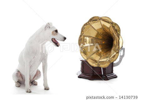 Jack Russell Terrier sitting next to gramophone 14130739