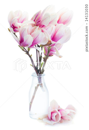 Blossoming pink magnolia tree Flowers Blossoming pink magnolia tree Flowers 14131030