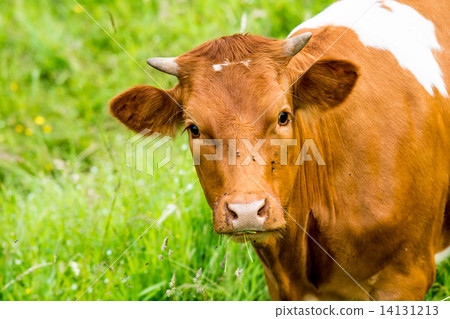 red cow in a green pasture on cattle farm red cow in a green pasture on cattle farm 14131213