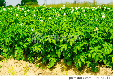 potatos field and sunny summer day potatos field and sunny summer day 14131214
