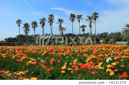 Tateyama Family Park Poppy's Village 14131379