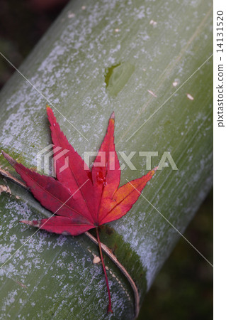 Autumnal leaves and fallen leaves of bamboo and fallen leaves 14131520
