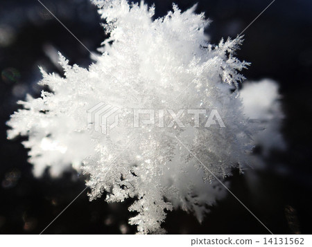 Frosted flower Frosted flower 14131562