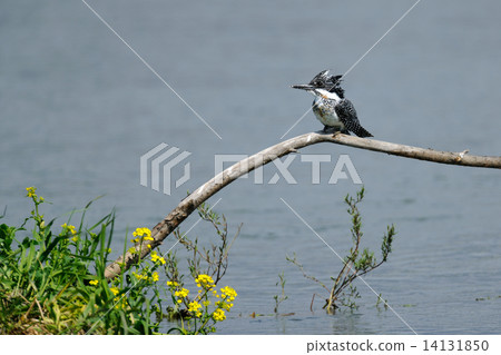 冠魚狗 冠魚狗 14131850