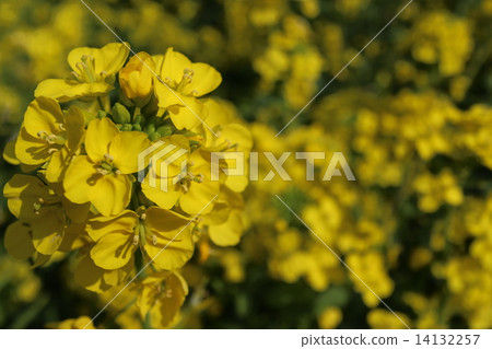 Close-up of rape blossoms 14132257