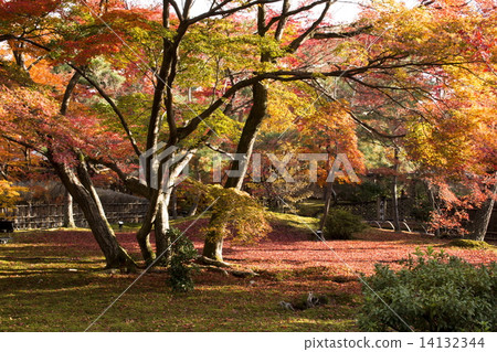 Autumn leaves of Baekjeon 14132344