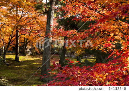 Autumn leaves of Baekjeon 14132346