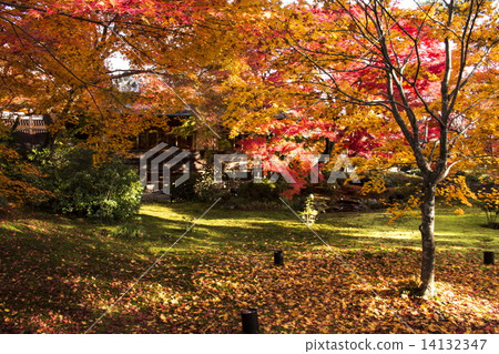 Autumn leaves of Baekjeon 14132347