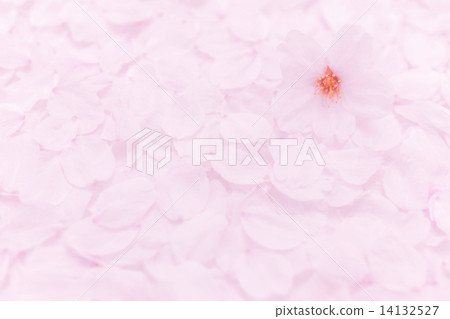 Sakura petals on one side 14132527