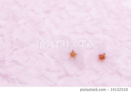 Cherry blossom petals on one side 14132528