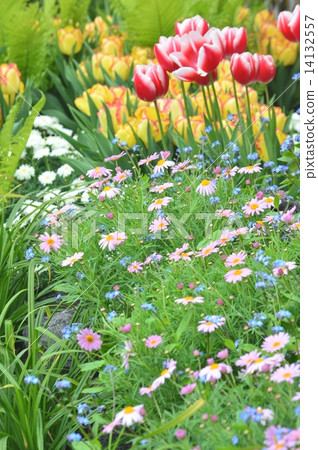 春天色的花床 14132557