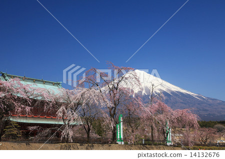 Cherry tree of Oishi-ji Cherry tree of Oishi-ji 14132676