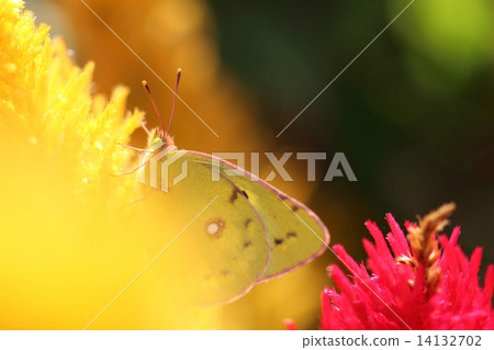 Yellow butterflies Yellow butterflies 14132702
