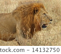 Savanna's Lion 14132750