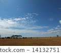 The blue sky of Serengeti National Park 14132751