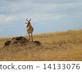 Congoni of Serengeti National Park 14133076