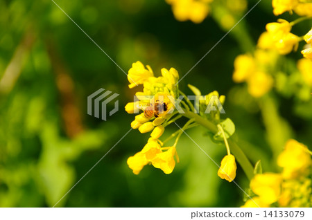 Rape blossoms and bees 14133079