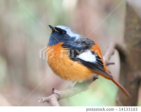 Male looking jawbataki male 14133183