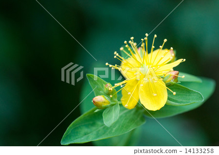 Shinano Otogiri of Kita Yatsugatake, Mt. Mt. 14133258