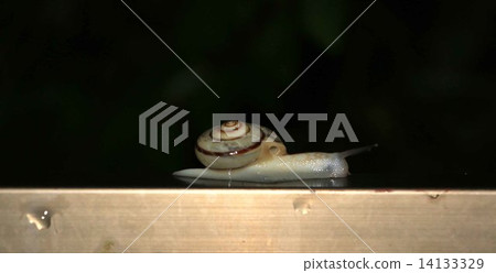 蝸牛1 蝸牛1 14133329