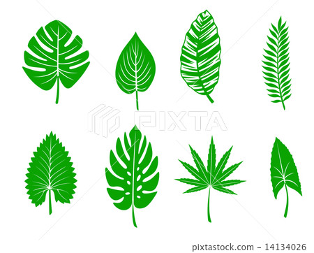 Green tropical leaves 14134026