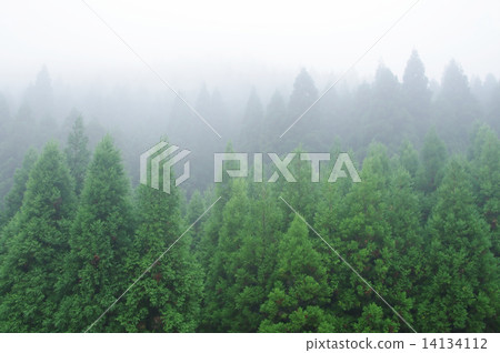 Mountain fog 14134112