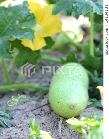 Ash Gourd 14134131