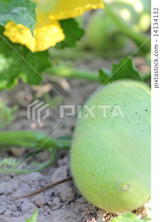 Ash Gourd Ash Gourd 14134132