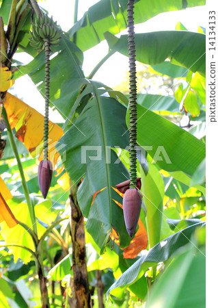 Banana blossom in the groves Banana blossom in the groves 14134133