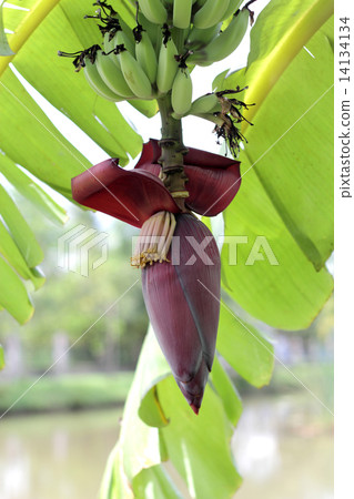 Banana blossom 14134134