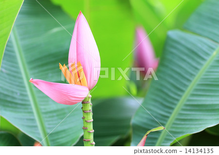 Pink banana blossom 14134135