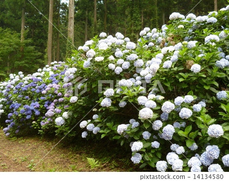 Hydrangea 14134580