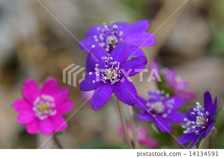 Snow race Snow race 14134591