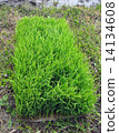 Rice planting seedlings 14134608