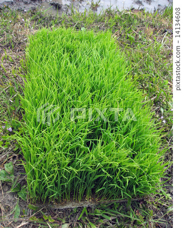 Rice planting seedlings Rice planting seedlings 14134608