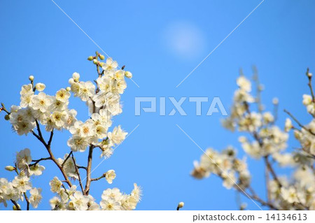 White plum and moon White plum and moon 14134613