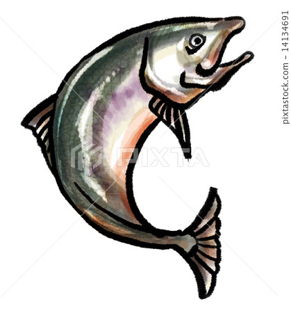 三文魚 三文魚 14134691